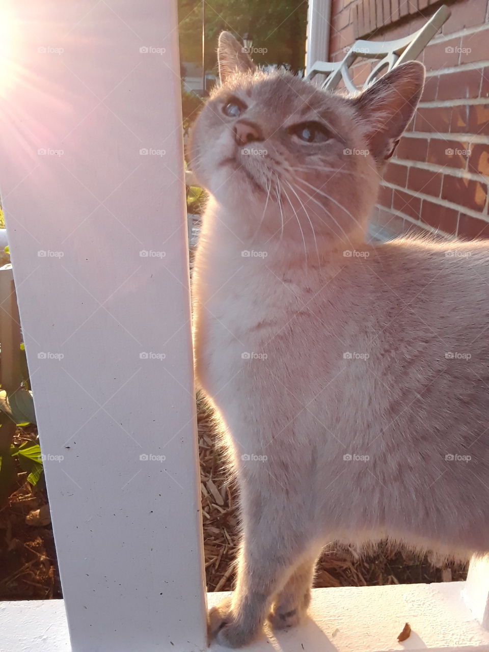 Siamese tabby cat in the morning sun