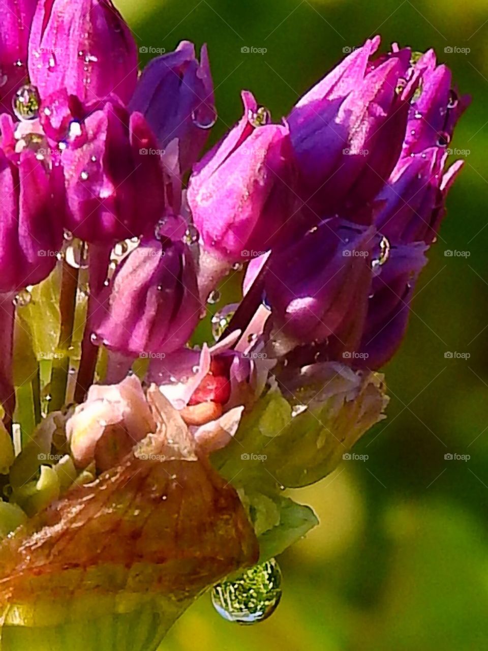 Macro water drop 