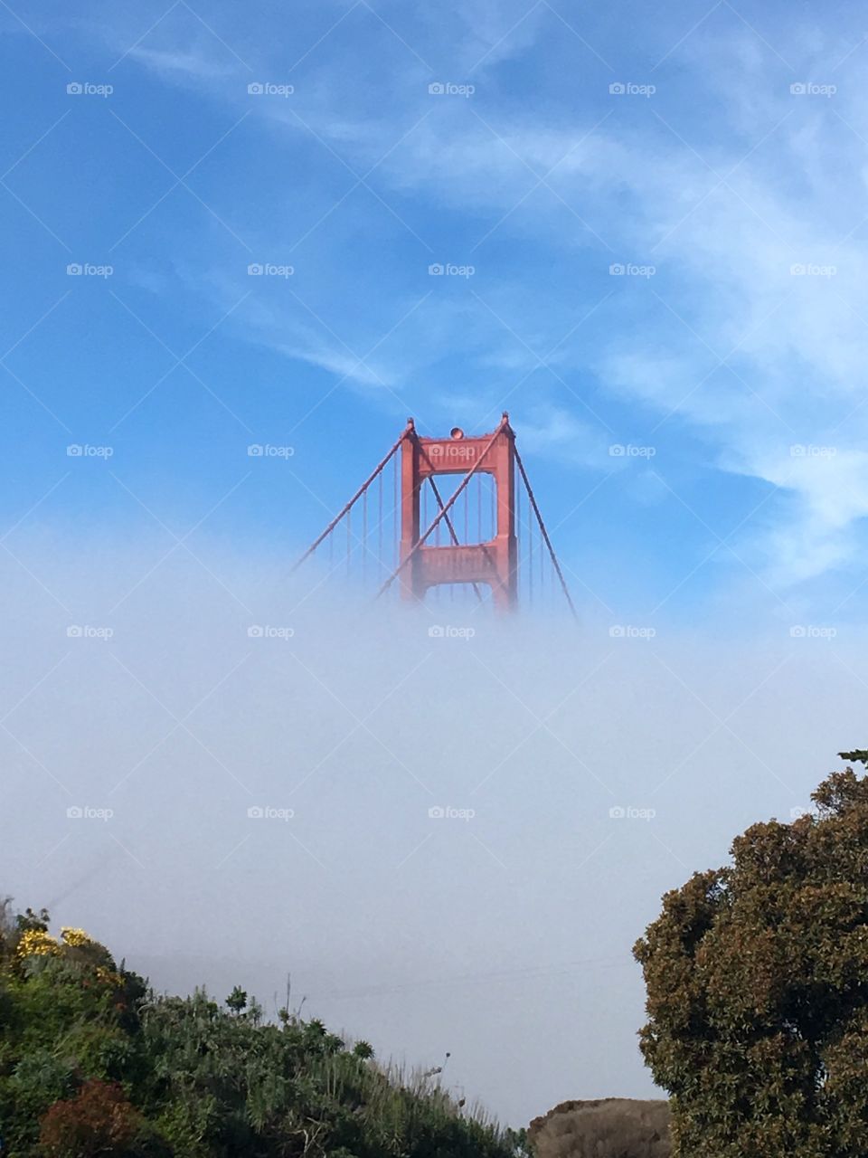 Rising from the Fog