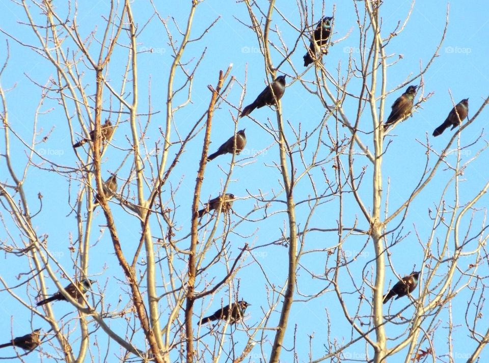 Black birds in a tree