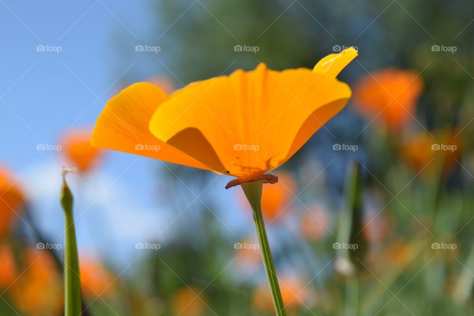 Flower. Orange
