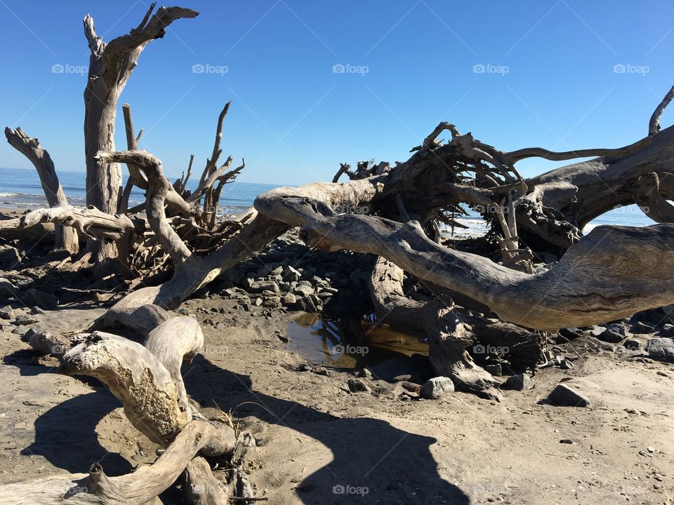Driftwood in the sand