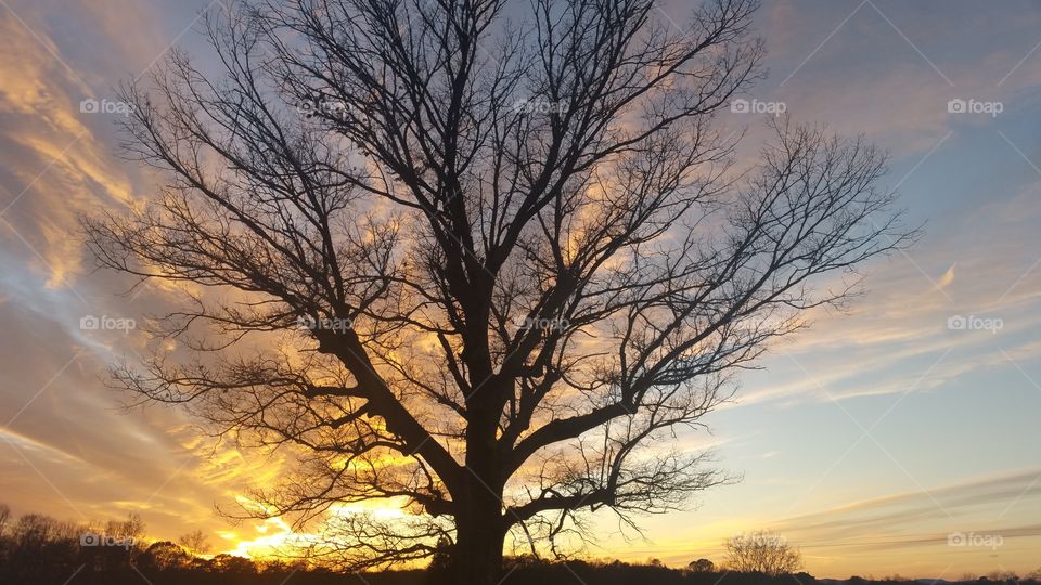 Old Tree against a Beautiful Subset