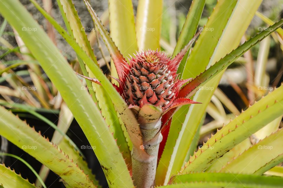 Pineapple Growing
