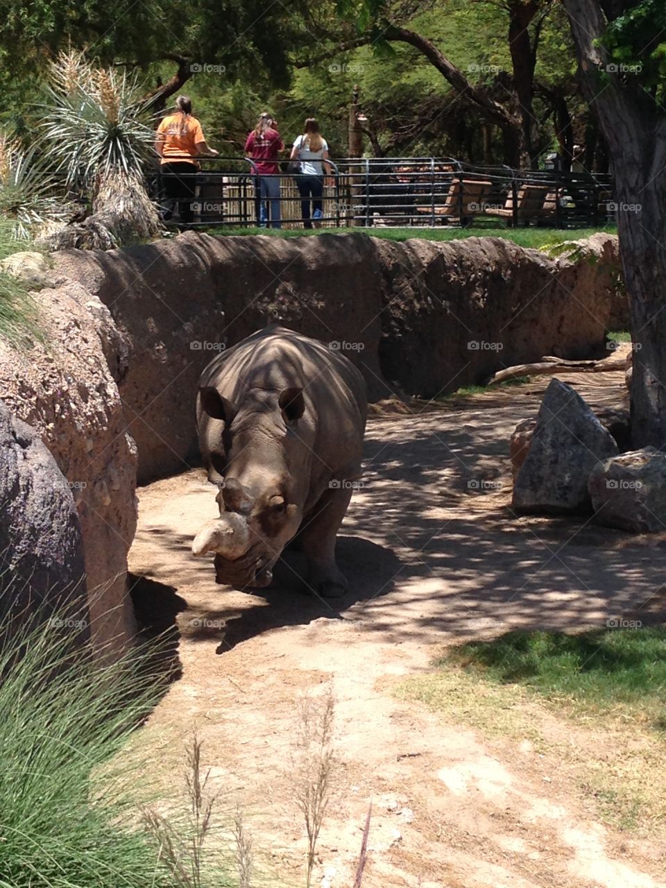 Rhino . Zoo Tucson 