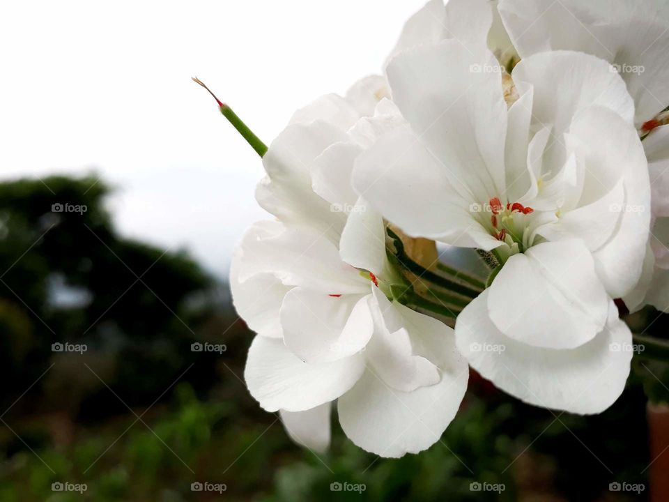 Beauty of white geranium