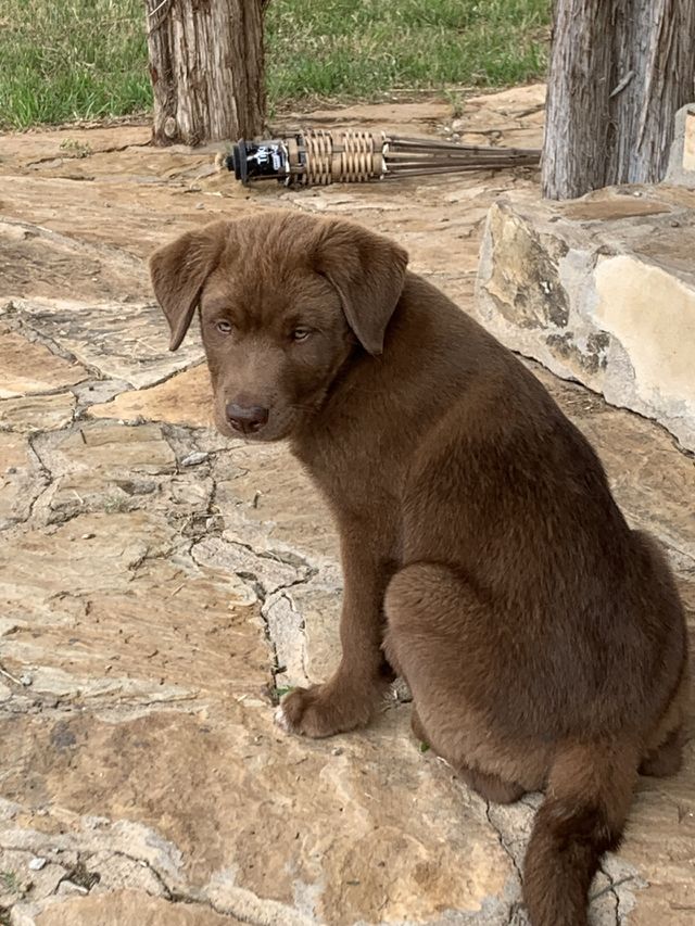 Roux Chocolate Lab 