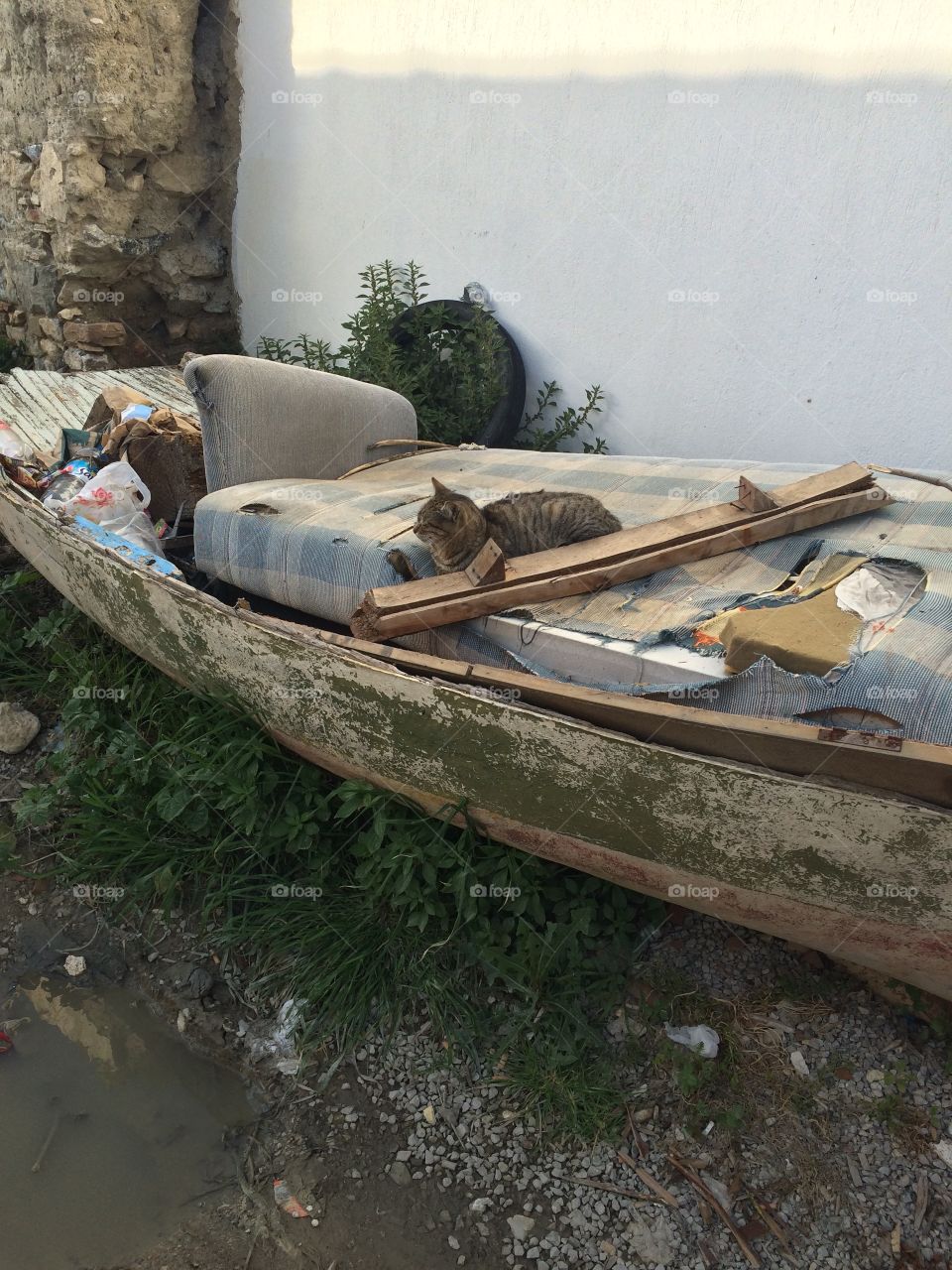 Cat sitting in Old Abandoned Boat with garbage
