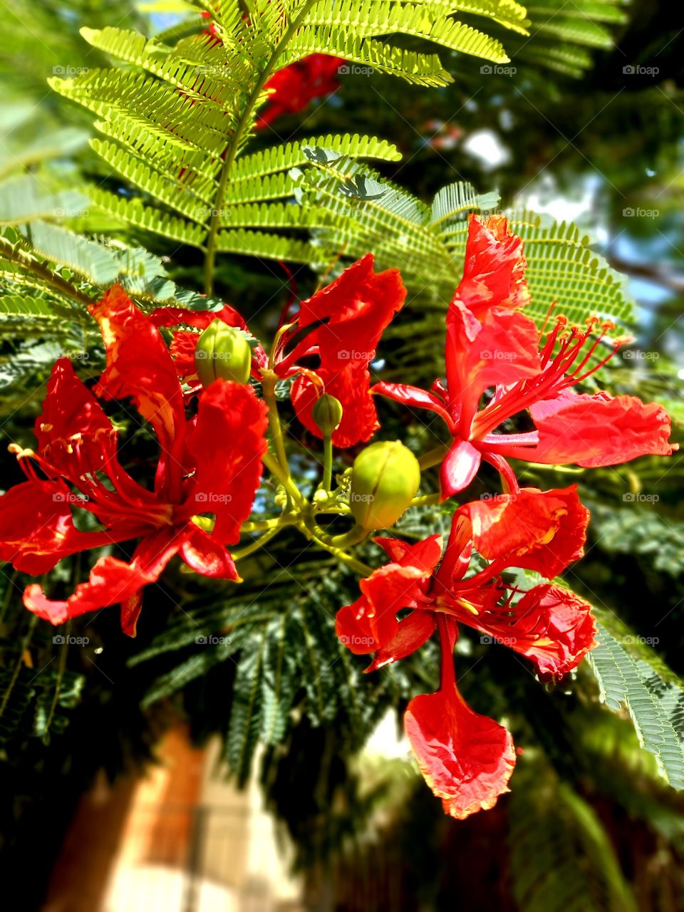 Delonix regia