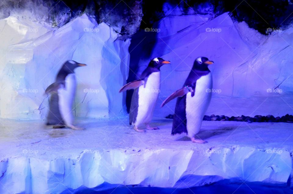 Penguins in National Sea life in Birmingham, UK