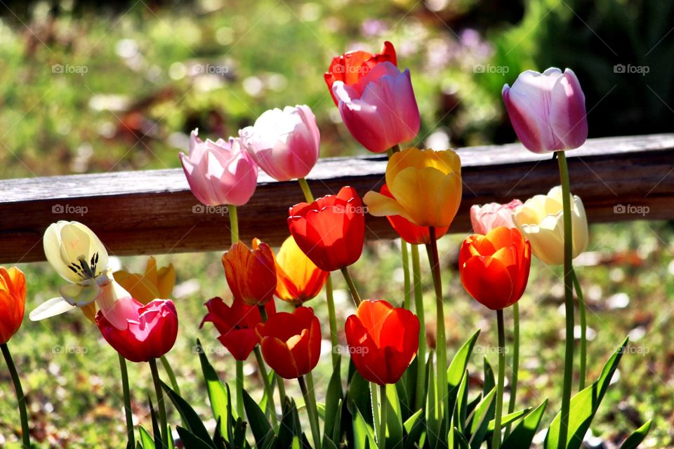 Pink, Red, Orange Tulips