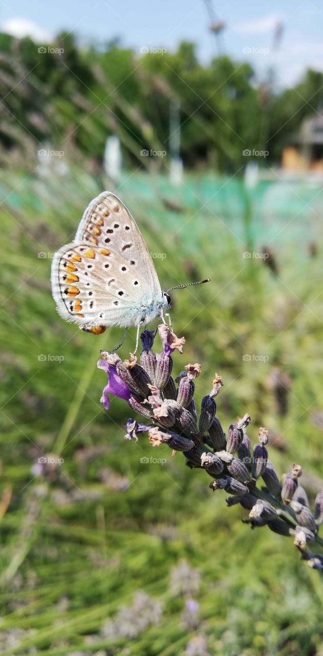 Little beautiful butterfly in a lavender bush