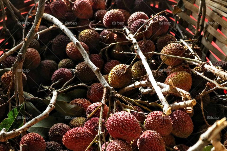 Lichia litchi fruit