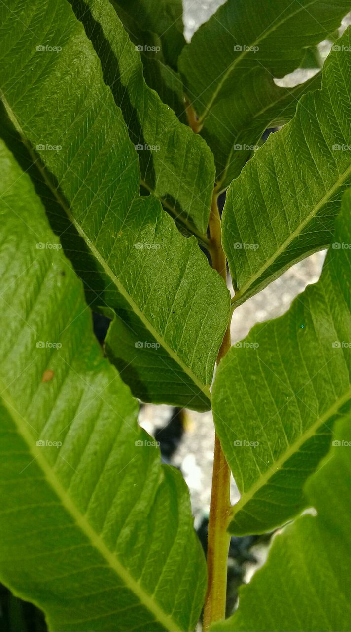 Strong samambaia . Beautiful green. Garden.