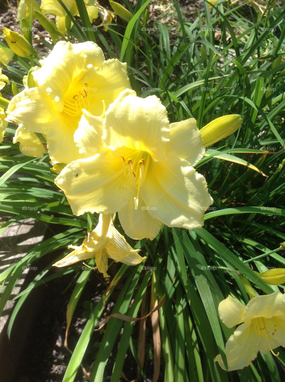 A yellow daffodil.