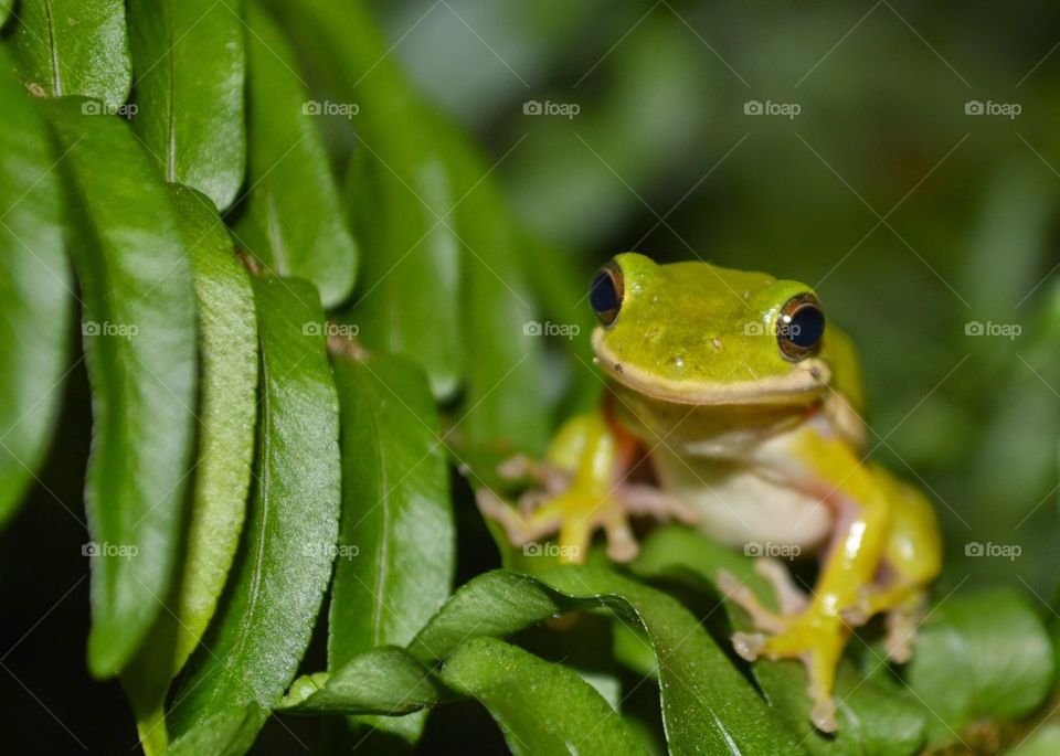 Green tree frog in fern