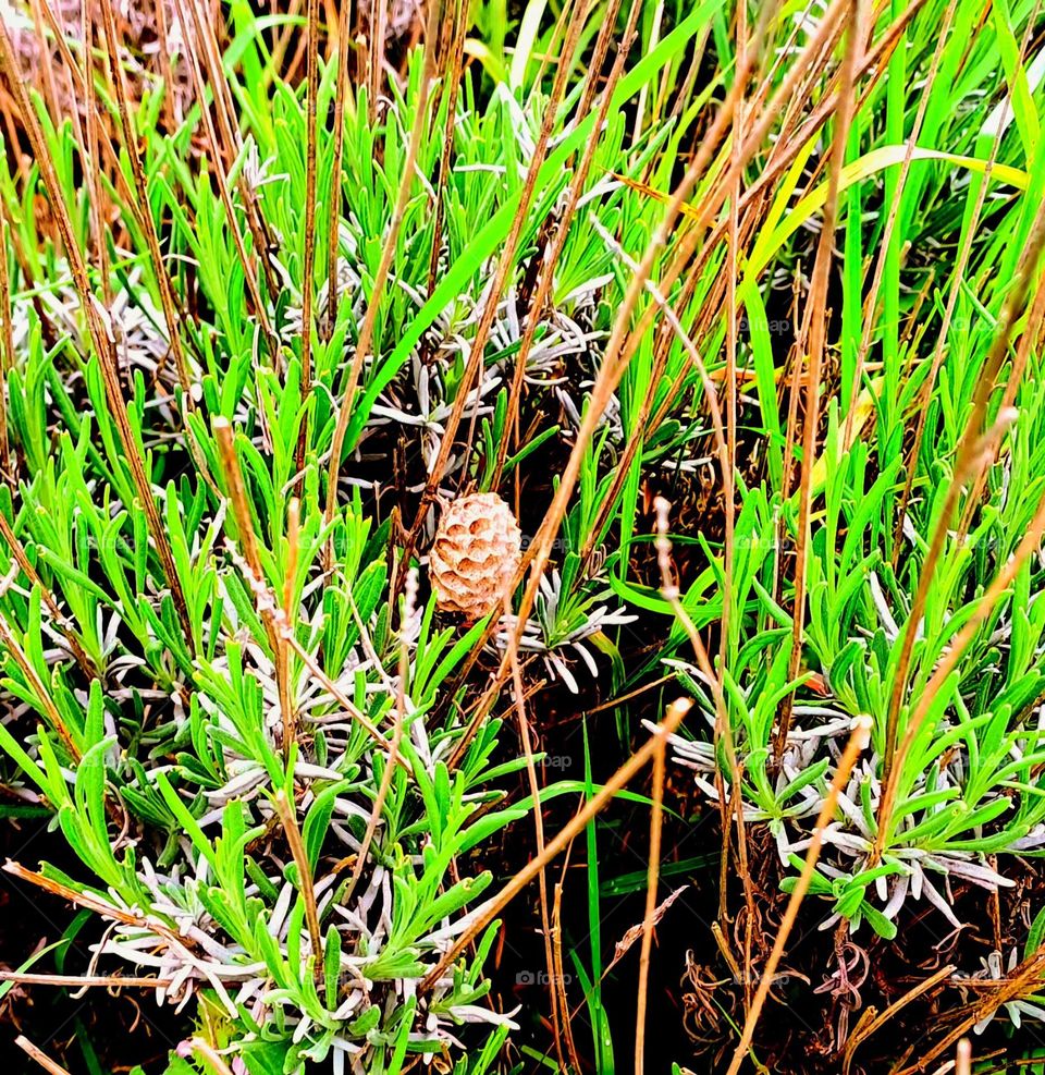 Nature's Hidden Gem
Natural landscape with dense vegetation. Green plants and grasses. The leaves are mostly green with some grayish hues, and longer, slender stems add texture to the scene. Understated beauty of nature
