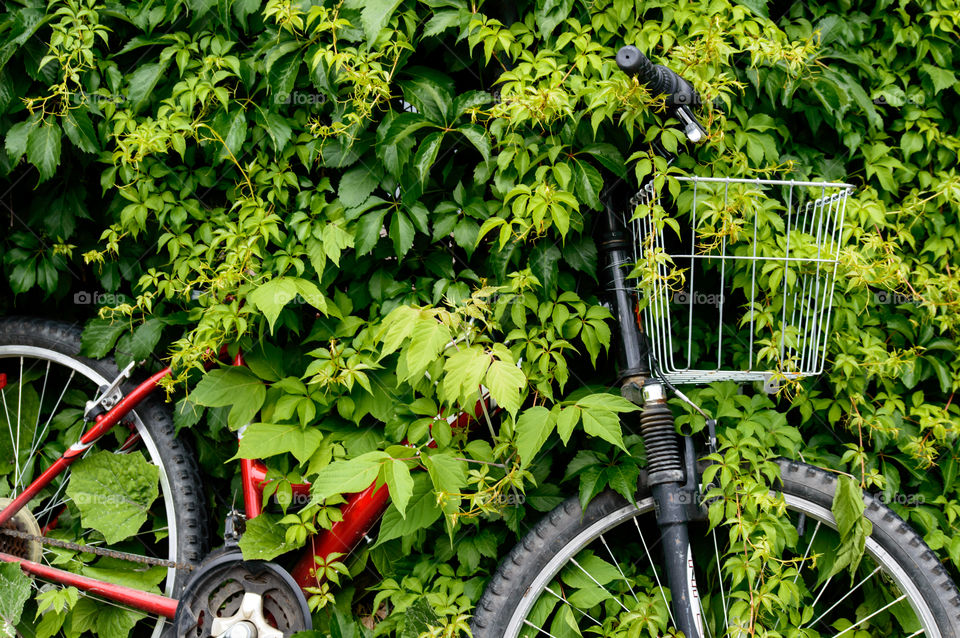 A forgotten red bicycle with basket against fence with vines that have overgrown over the bike making it part of the ivy wall, vines taking over in conceptual urban environment and nature photography 