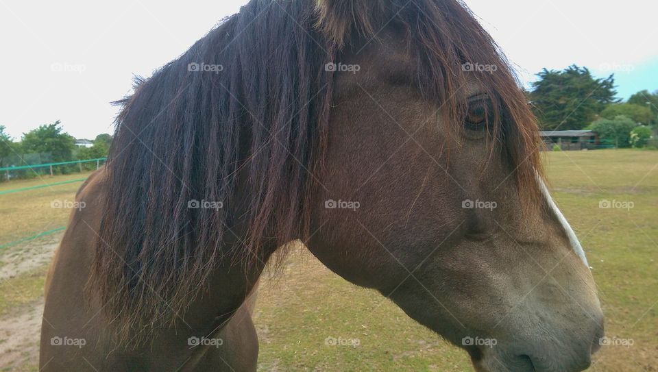 horse close up