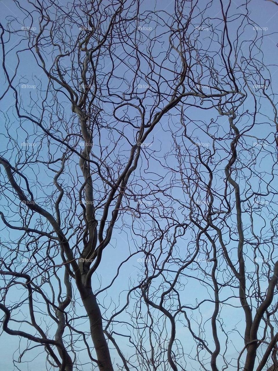 branches