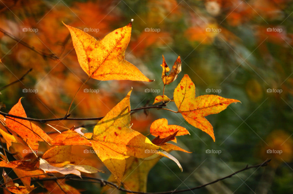 yellow red leaf autumn by rosaip