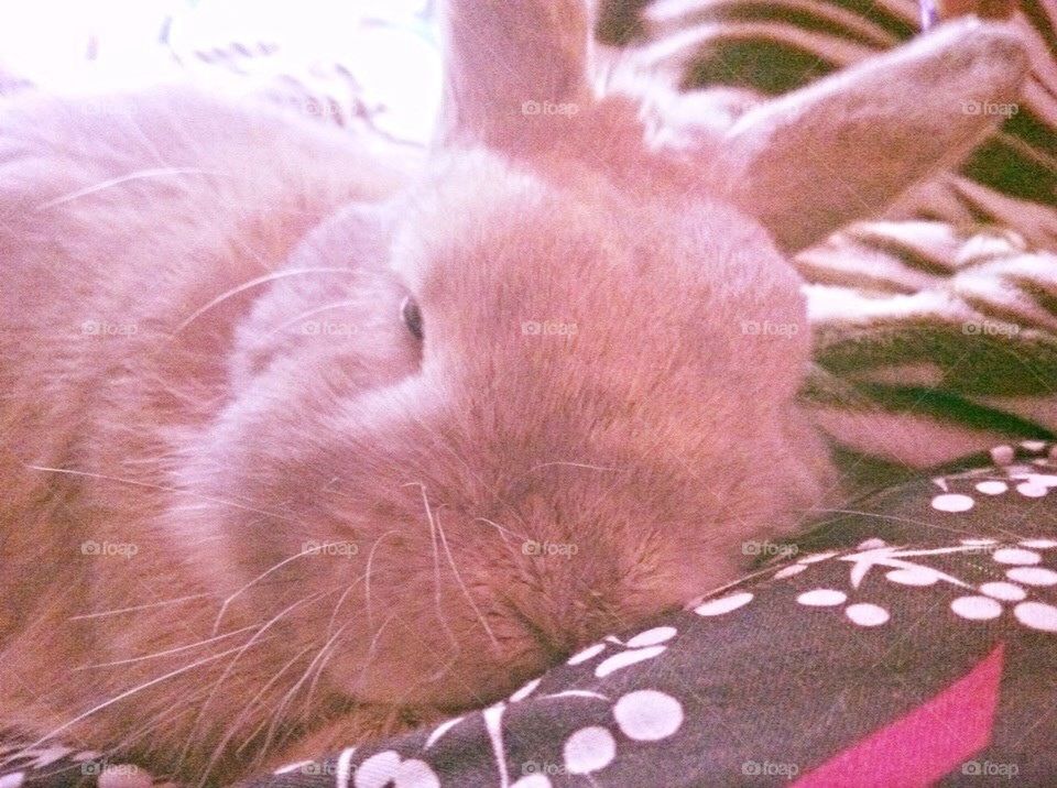 Sleepy bun 