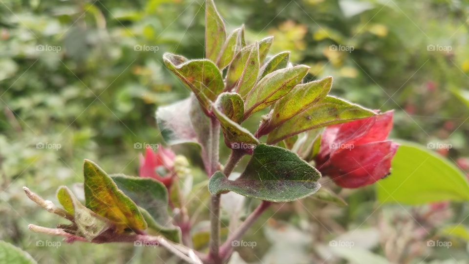 New plant and flowers in Spring time