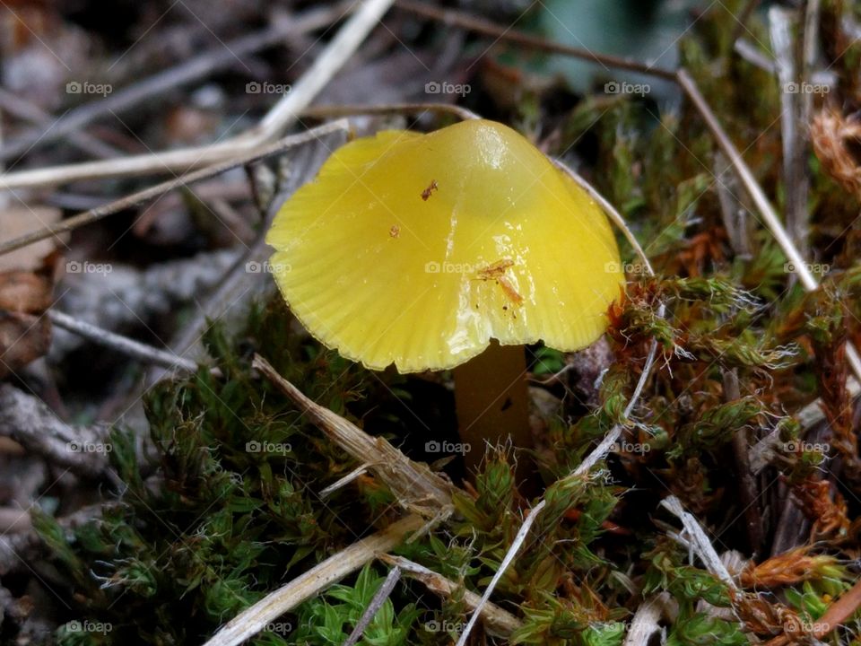 small yellow mushroom