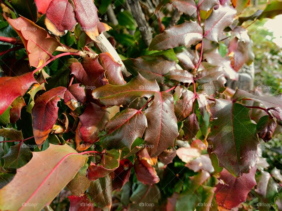 Holly Bush in Winter