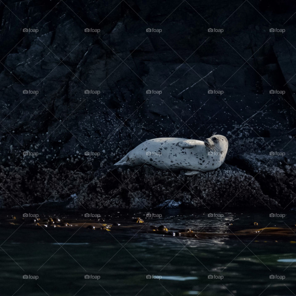 Beautiful harbor seal in light and shadow