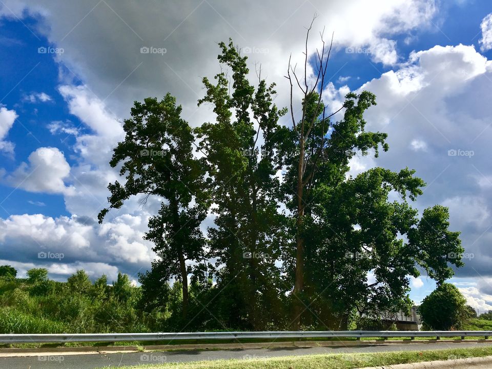 Clouds and tree