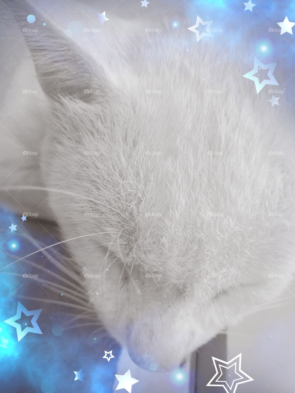 A sleeping white cat