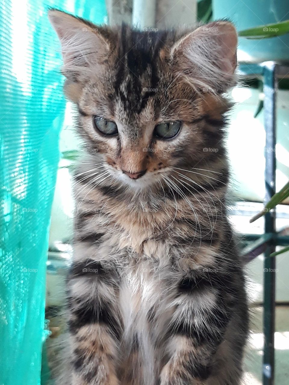 An adorable little kitten