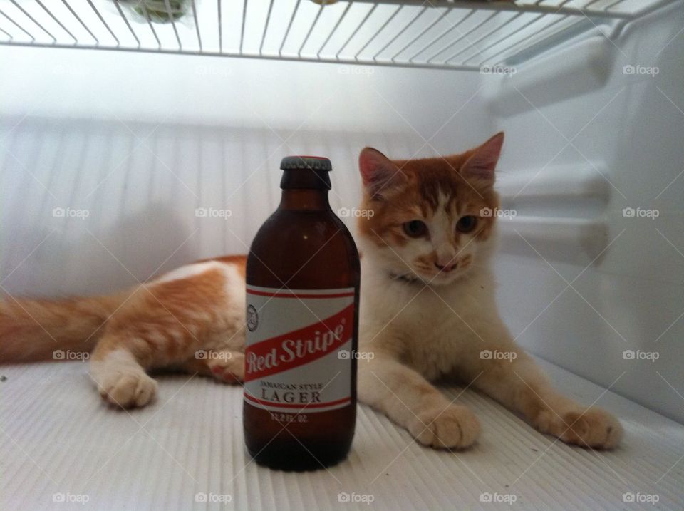 Cat in fridge with a beer!