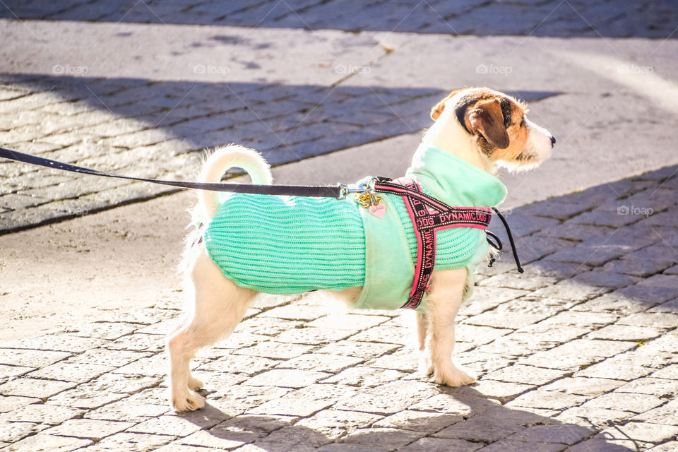 Parson Russell Terrier Breed Small Cute Dog On The Street