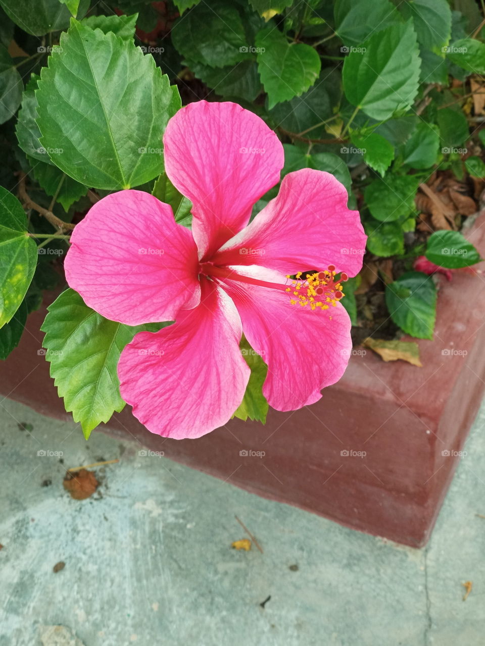 first morning bloomer