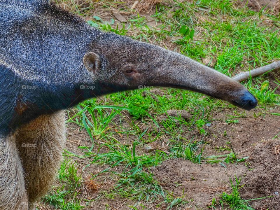 Giant Ant Eater