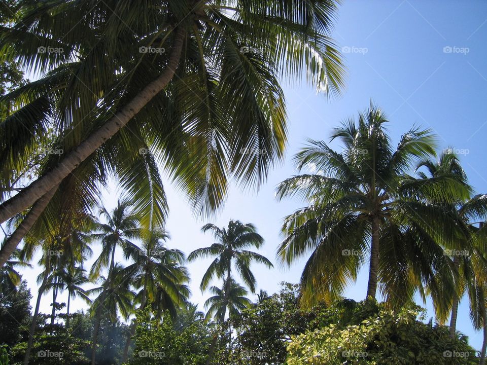 Palm trees at Cayo Levantado