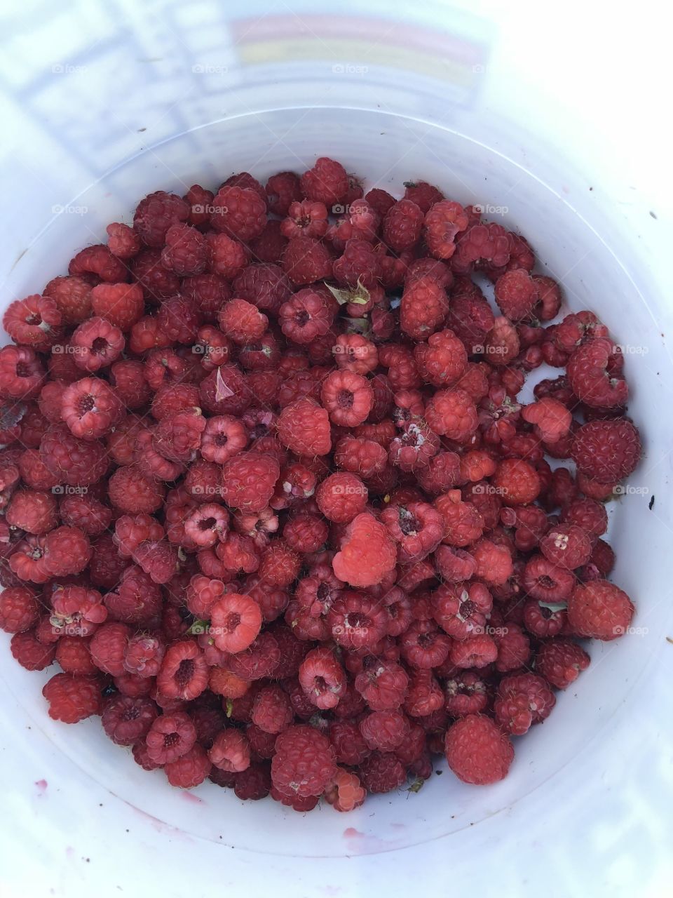 Bucket of fresh picked raspberries