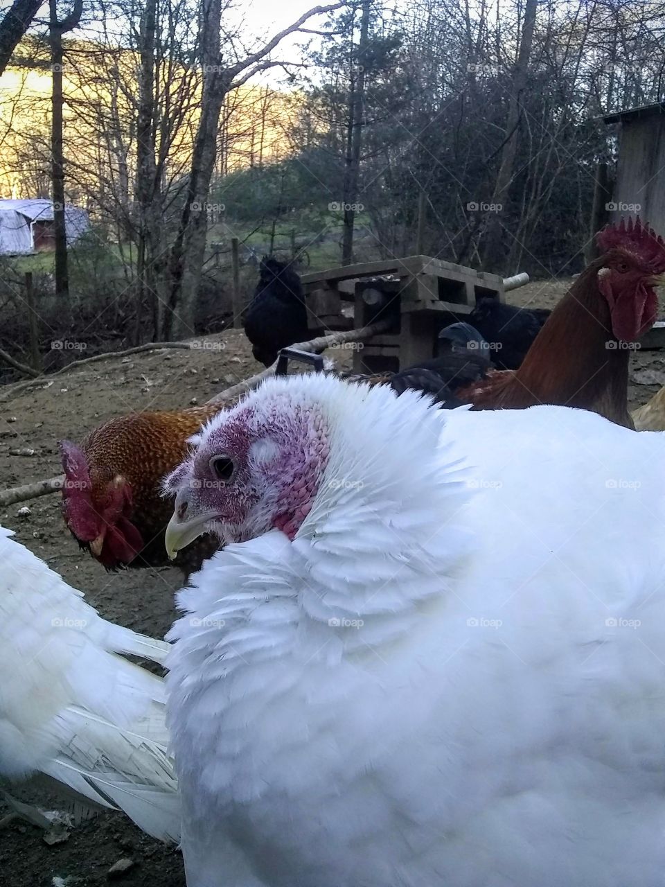 Turkeys and chickens in cold weather!