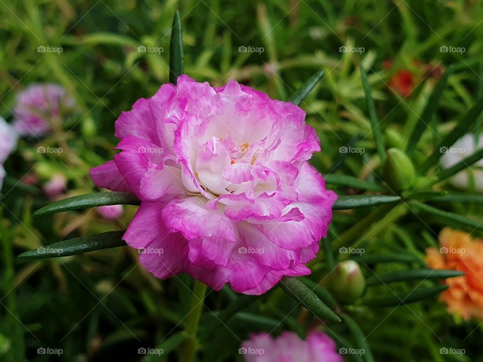 the Portulaca Grandiflora