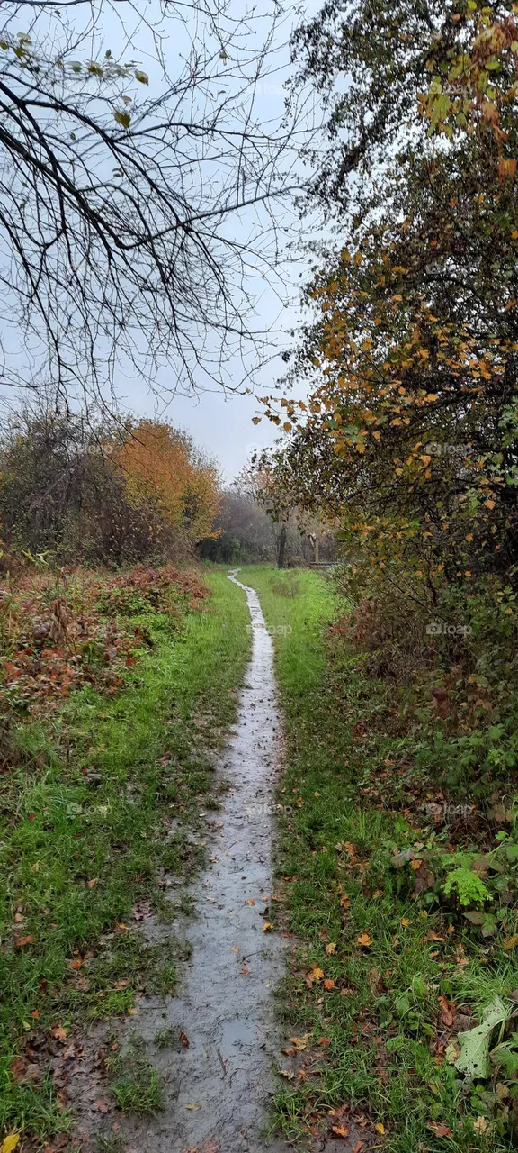 Autumn way