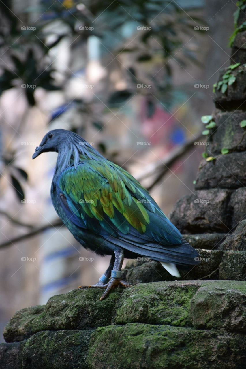 Blue green bird
