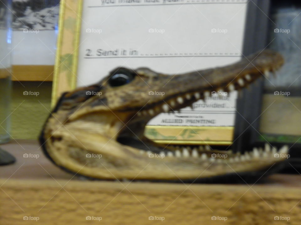 alligator 🐊 mouth 👄. This is a picture I took of a alligator 🐊 mouth in a gift shop in Port Aransas Texas