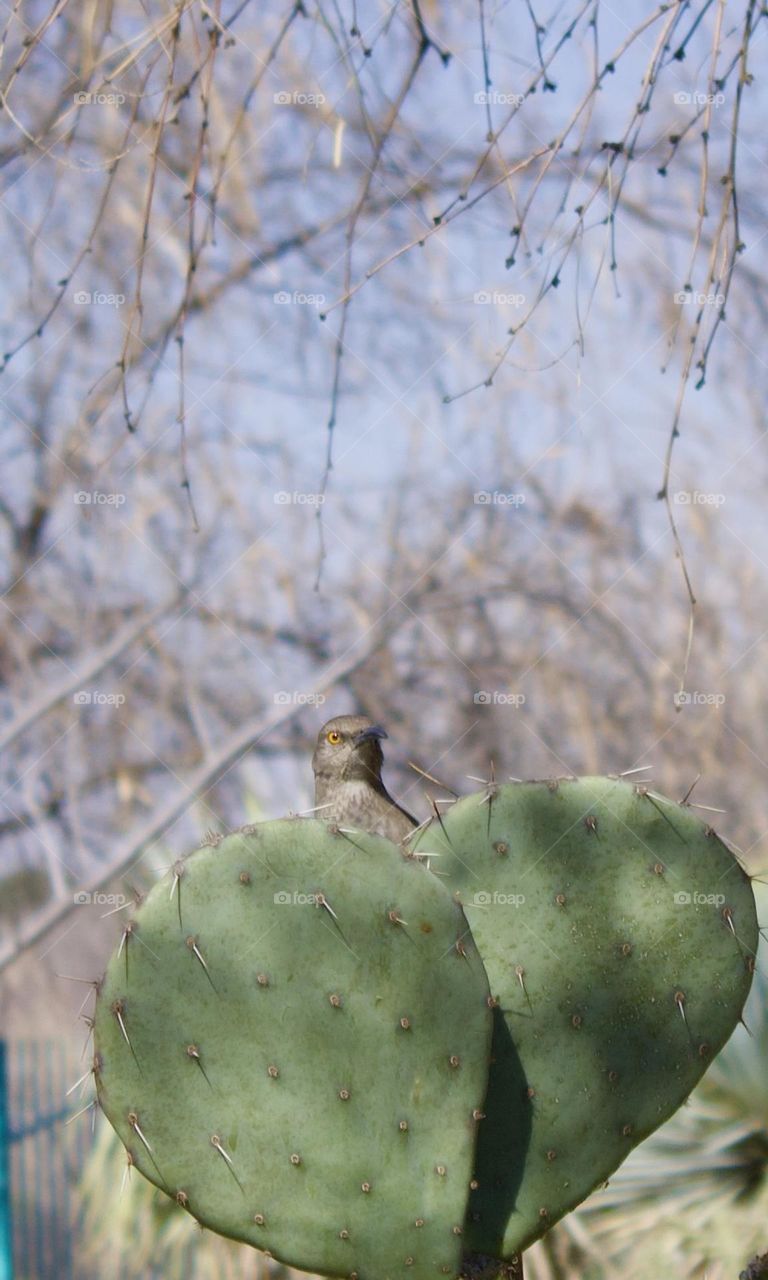 Bird and cactus