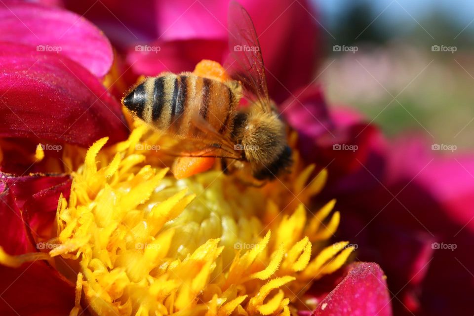 Honey bee on a flower