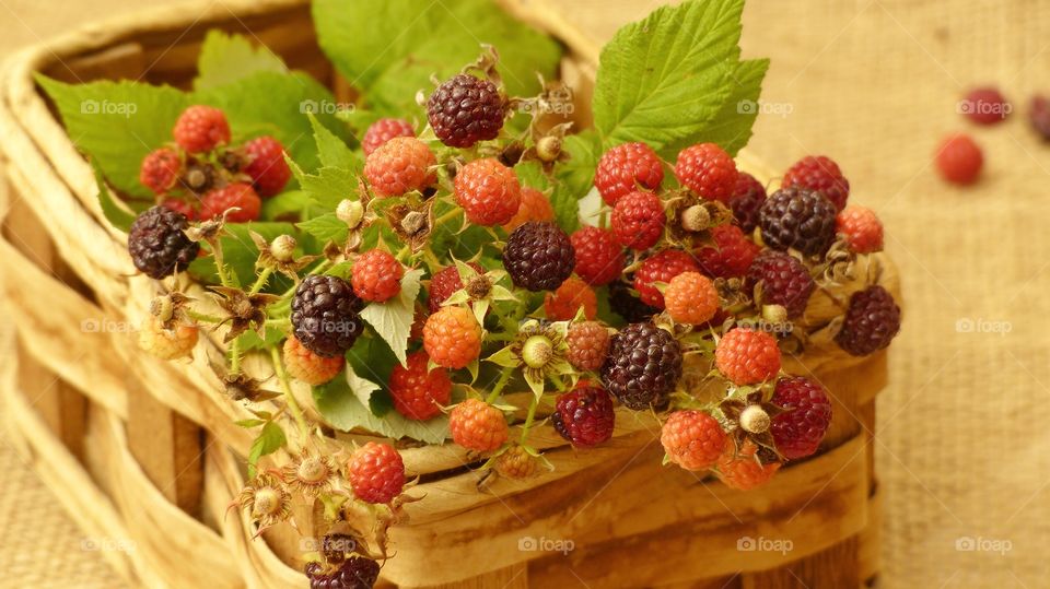 Freshly picked blackberries in a basket 