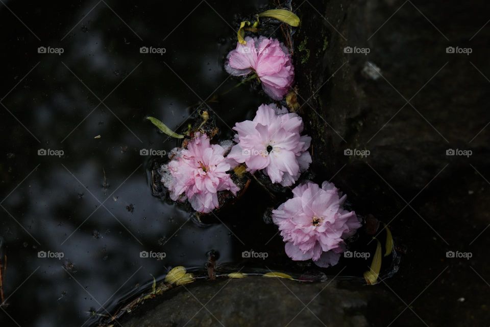cherry blossom in water
