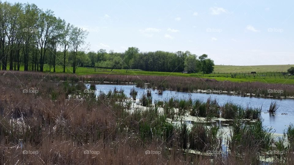 Wet Marsh