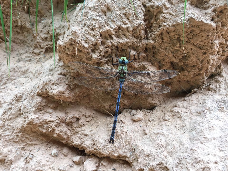 Dragonfly